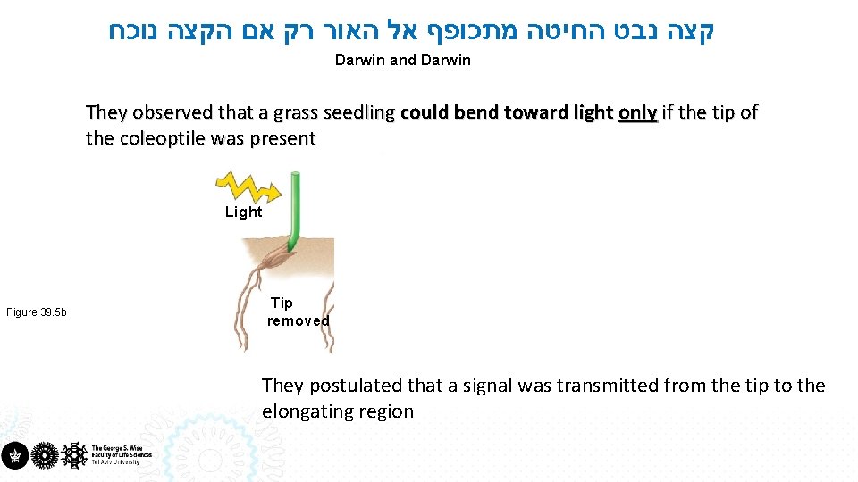  קצה נבט החיטה מתכופף אל האור רק אם הקצה נוכח Darwin and Darwin