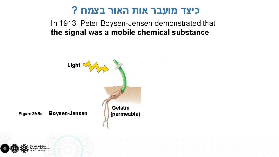 ? כיצד מועבר אות האור בצמח In 1913, Peter Boysen-Jensen demonstrated that the signal