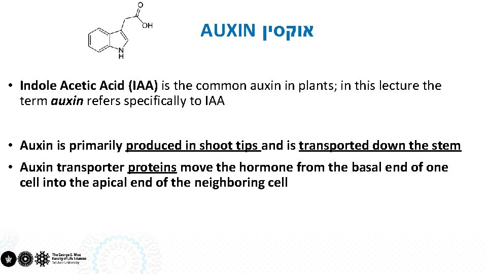 AUXIN אוקסין • Indole Acetic Acid (IAA) is the common auxin in plants; in