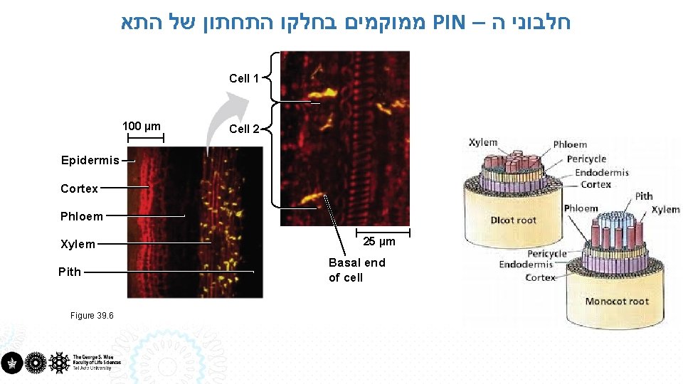  ממוקמים בחלקו התחתון של התא PIN – חלבוני ה Cell 1 100 µm