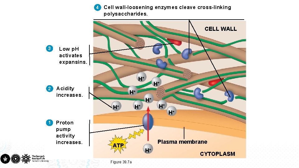 4 Cell wall-loosening enzymes cleave cross-linking polysaccharides. CELL WALL 3 Low p. H activates