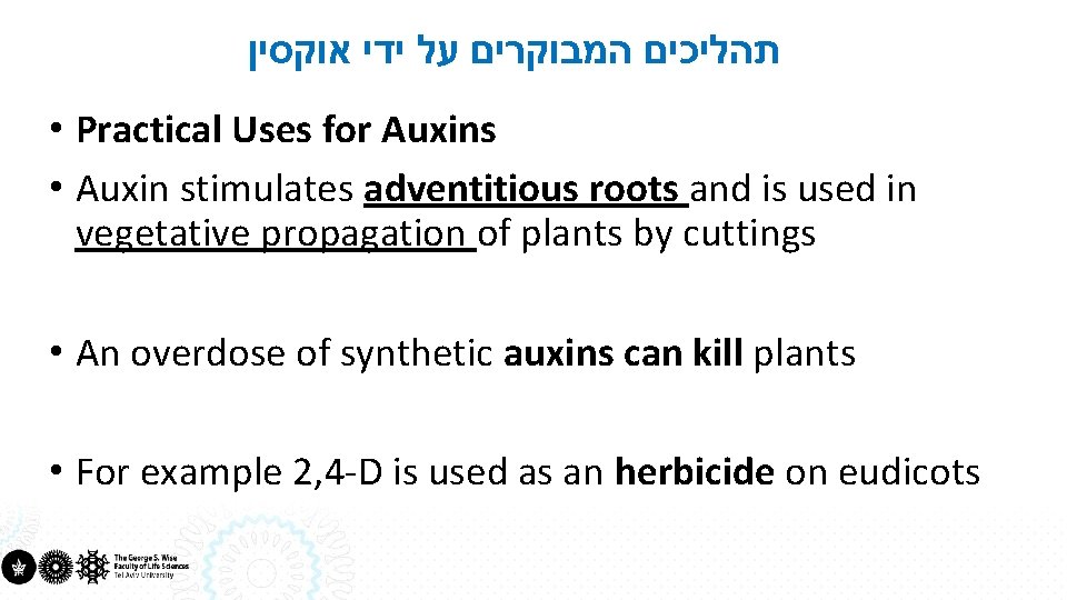  תהליכים המבוקרים על ידי אוקסין • Practical Uses for Auxins • Auxin stimulates