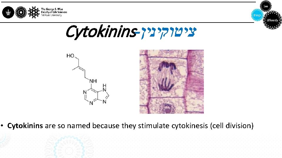 Cytokinins- ציטוקינין • Cytokinins are so named because they stimulate cytokinesis (cell division) 