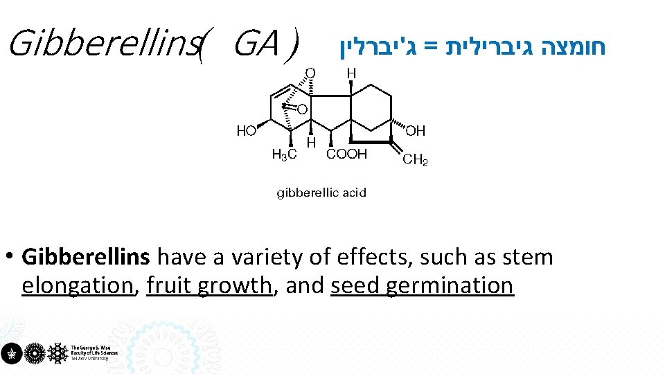 Gibberellins( GA ) חומצה גיברילית = ג'יברלין • Gibberellins have a variety of effects,