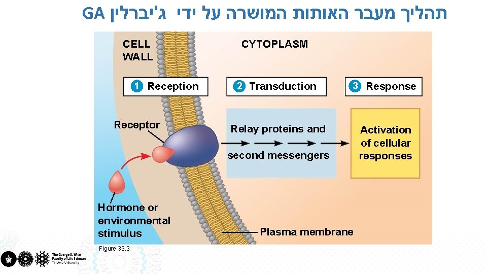 GA תהליך מעבר האותות המושרה על ידי ג'יברלין CELL WALL 1 Reception Receptor CYTOPLASM