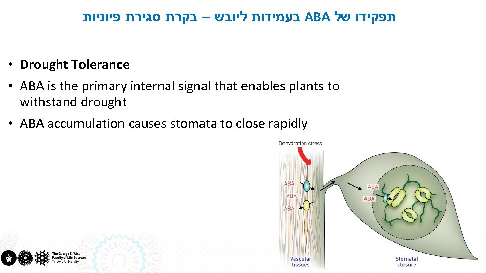  בעמידות ליובש – בקרת סגירת פיוניות ABA תפקידו של • Drought Tolerance •