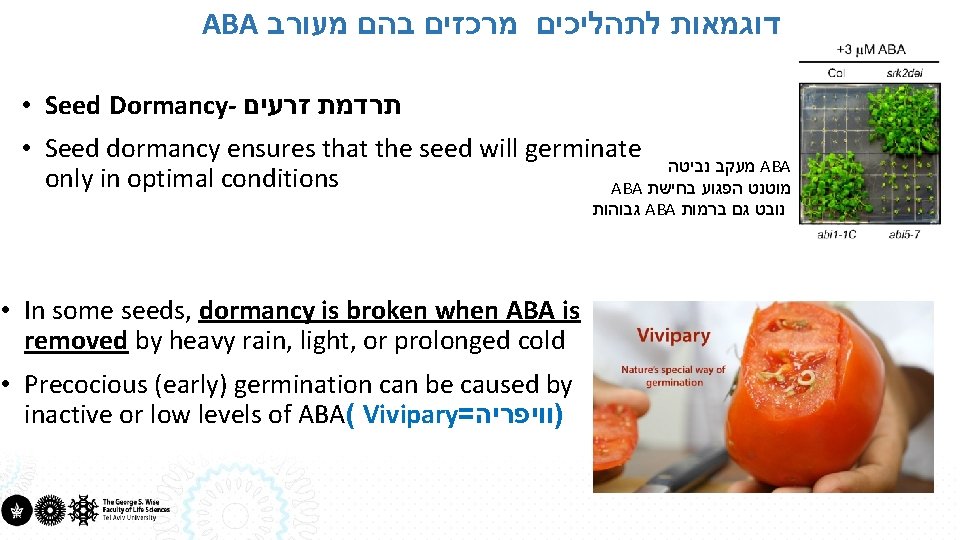 ABA דוגמאות לתהליכים מרכזים בהם מעורב • Seed Dormancy- תרדמת זרעים • Seed dormancy