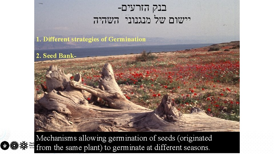 - בנק הזרעים יישום של מנגנוני השהיה 1. Different strategies of Germination 2. Seed