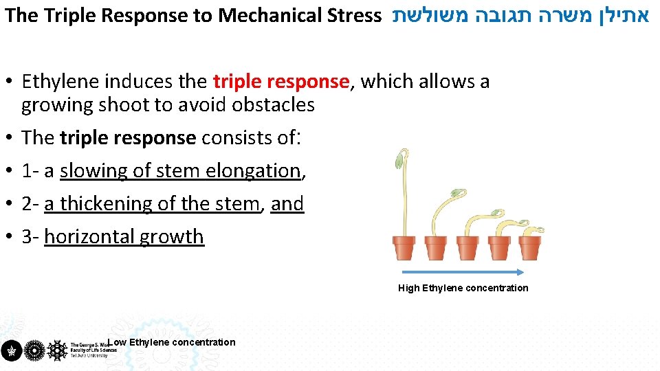 The Triple Response to Mechanical Stress אתילן משרה תגובה משולשת • Ethylene induces the