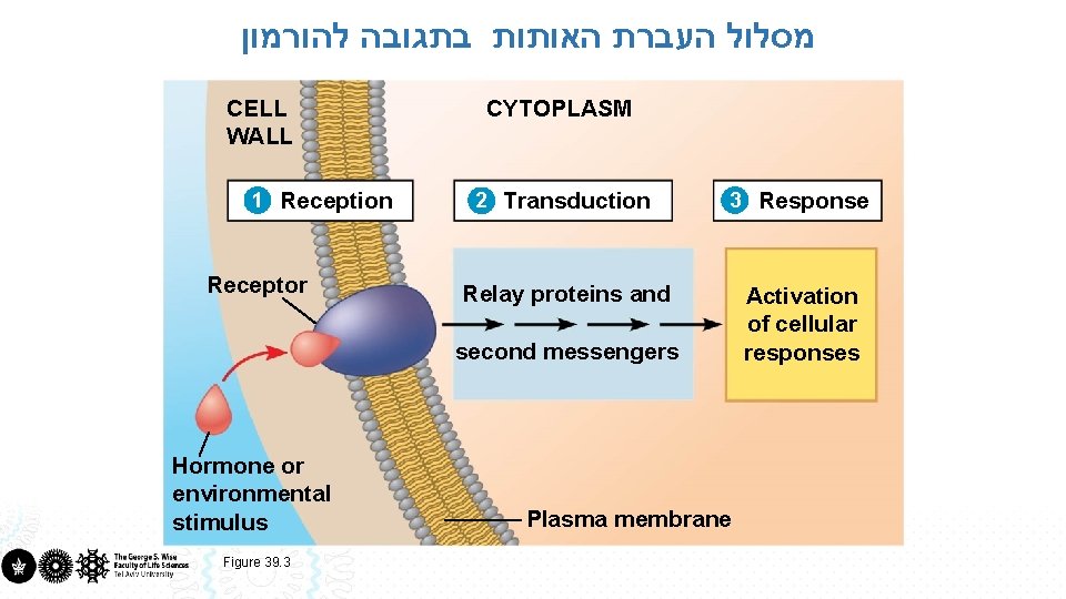  מסלול העברת האותות בתגובה להורמון CELL WALL 1 Reception Receptor CYTOPLASM 2 Transduction