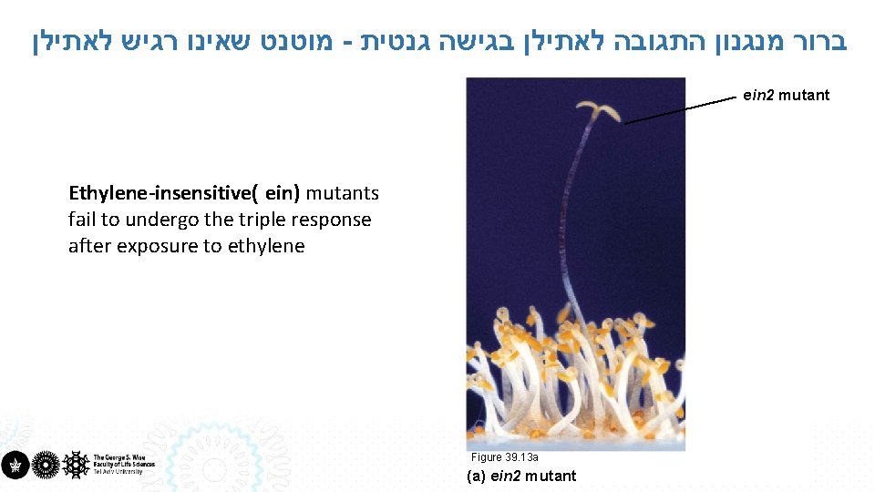  מוטנט שאינו רגיש לאתילן - ברור מנגנון התגובה לאתילן בגישה גנטית ein 2