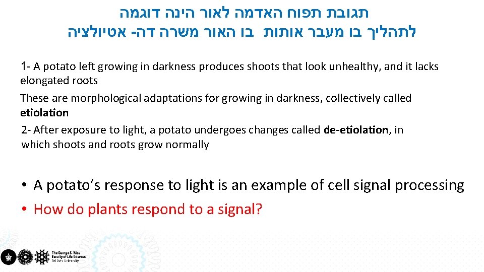  תגובת תפוח האדמה לאור הינה דוגמה אטיולציה - לתהליך בו מעבר אותות בו