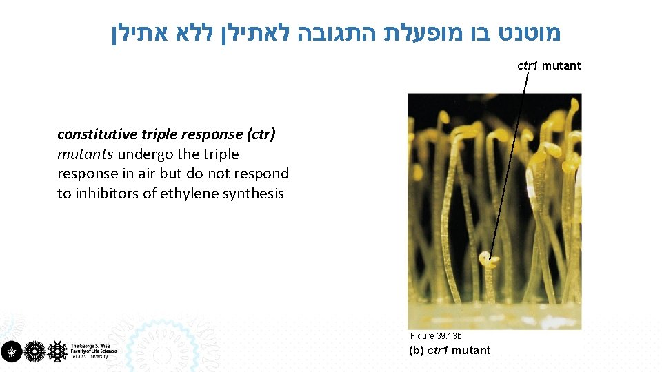  מוטנט בו מופעלת התגובה לאתילן ללא אתילן ctr 1 mutant constitutive triple response