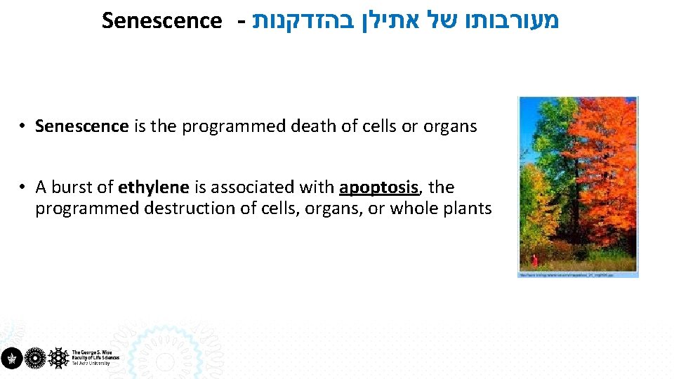 Senescence - מעורבותו של אתילן בהזדקנות • Senescence is the programmed death of cells