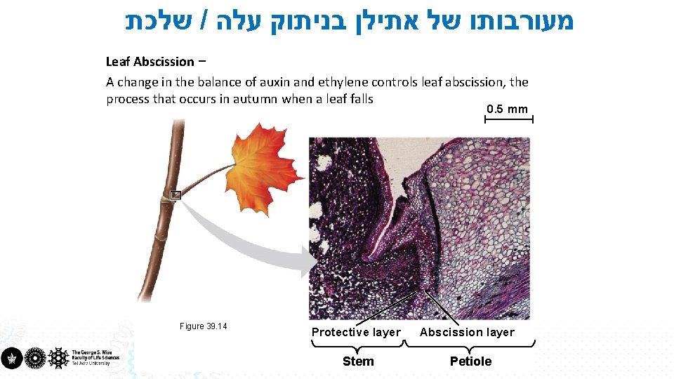  שלכת / מעורבותו של אתילן בניתוק עלה Leaf Abscission A change in the