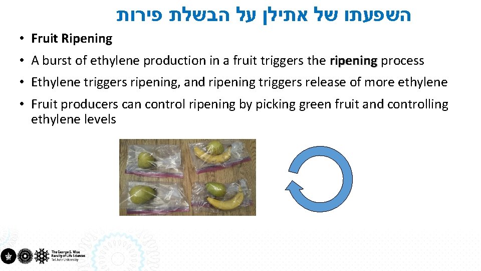  השפעתו של אתילן על הבשלת פירות • Fruit Ripening • A burst of