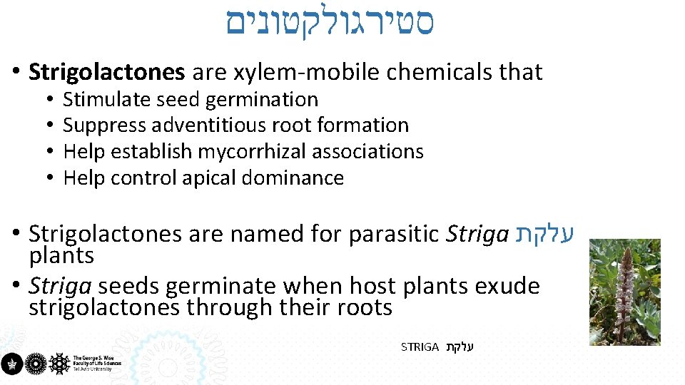  סטירגולקטונים • Strigolactones are xylem-mobile chemicals that • • Stimulate seed germination Suppress
