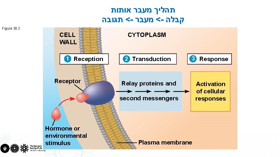  תהליך מעבר אותות < תגובה - < מעבר - קבלה Figure 39. 3