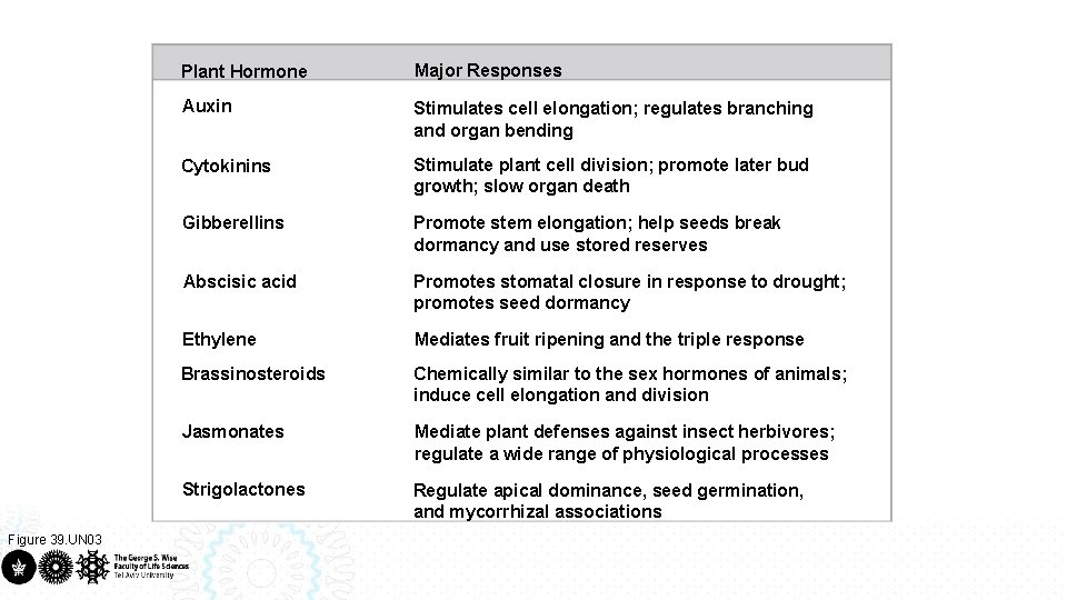 Figure 39. UN 03 Plant Hormone Major Responses Auxin Stimulates cell elongation; regulates branching