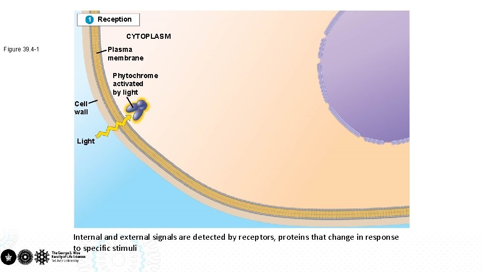 1 Reception CYTOPLASM Plasma membrane Figure 39. 4 -1 Phytochrome activated by light Cell