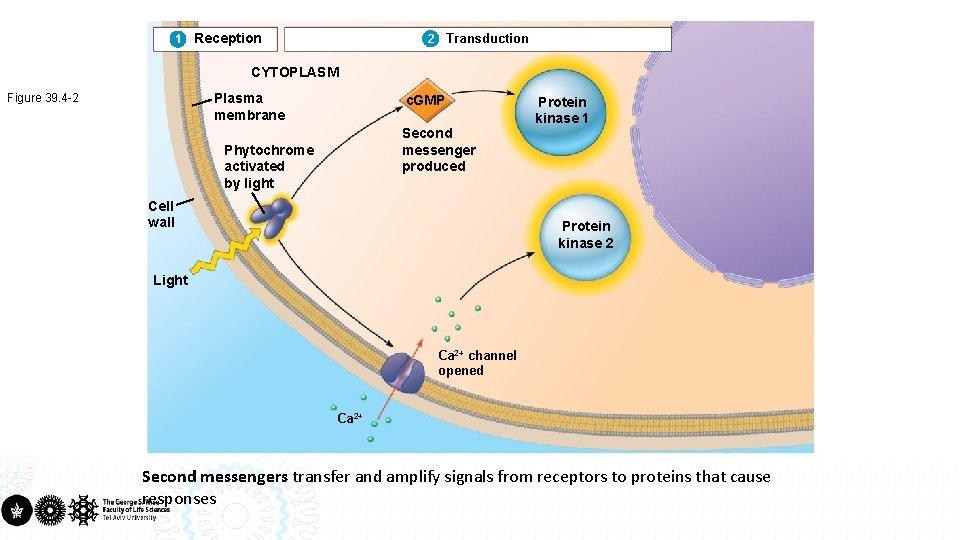 1 Reception Transduction 2 CYTOPLASM Plasma membrane Figure 39. 4 -2 c. GMP Second