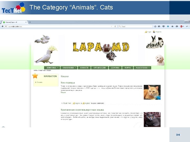 The Category “Animals”. Cats 34 