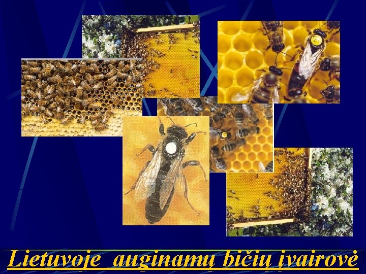 Lietuvoje auginamų bičių įvairovė 