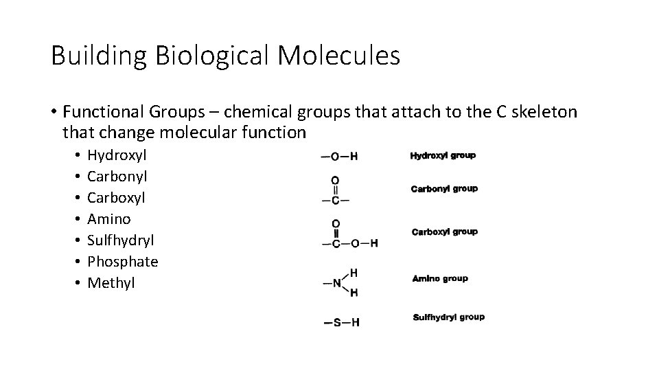Building Biological Molecules • Functional Groups – chemical groups that attach to the C