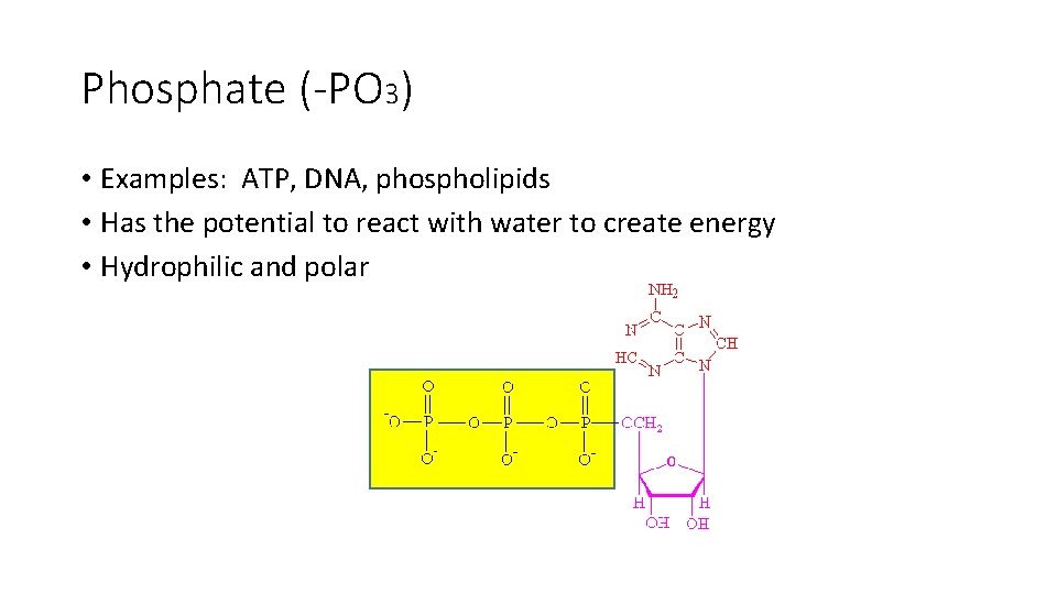 Phosphate (-PO 3) • Examples: ATP, DNA, phospholipids • Has the potential to react