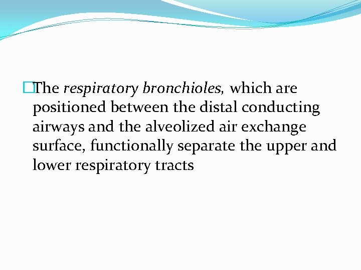 �The respiratory bronchioles, which are positioned between the distal conducting airways and the alveolized