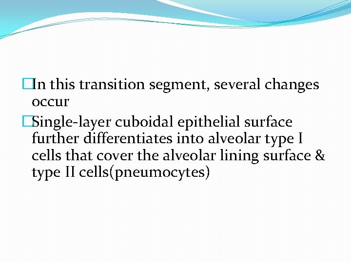 �In this transition segment, several changes occur �Single-layer cuboidal epithelial surface further differentiates into