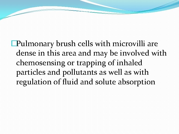 �Pulmonary brush cells with microvilli are dense in this area and may be involved