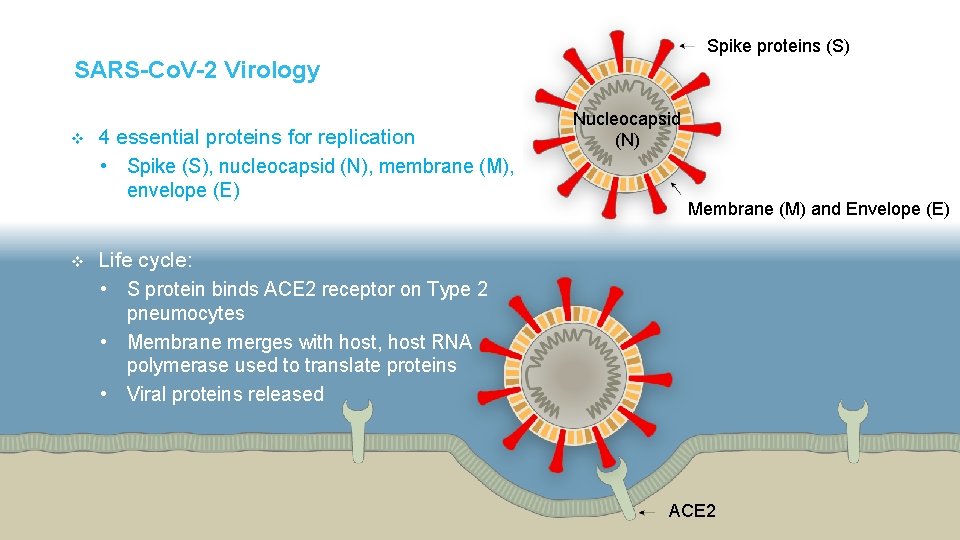 Spike proteins (S) SARS-Co. V-2 Virology v 4 essential proteins for replication • Spike Spike proteins (S) SARS-Co. V-2 Virology v 4 essential proteins for replication • Spike