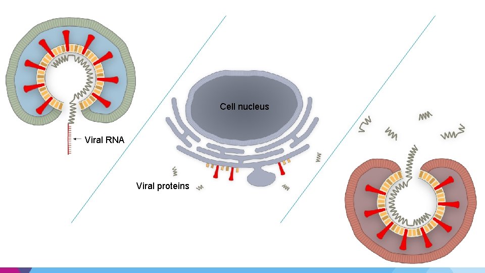 Cell nucleus Viral RNA Viral proteins Cell nucleus Viral RNA Viral proteins