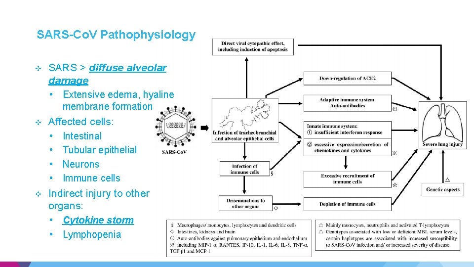 SARS-Co. V Pathophysiology v SARS > diffuse alveolar damage • Extensive edema, hyaline membrane SARS-Co. V Pathophysiology v SARS > diffuse alveolar damage • Extensive edema, hyaline membrane