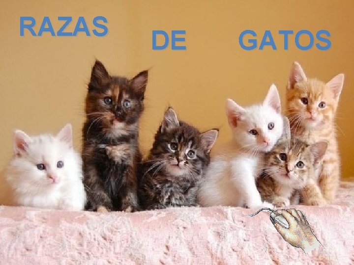 RAZAS DE GATOS 