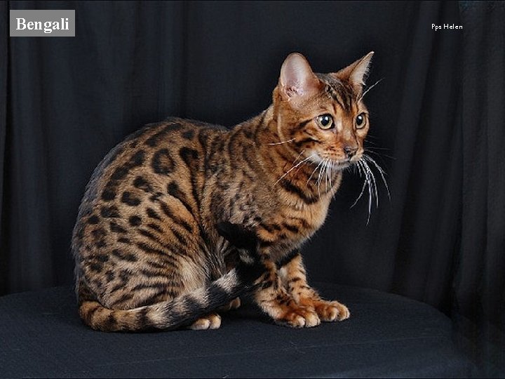 Bengali Pps Helen 