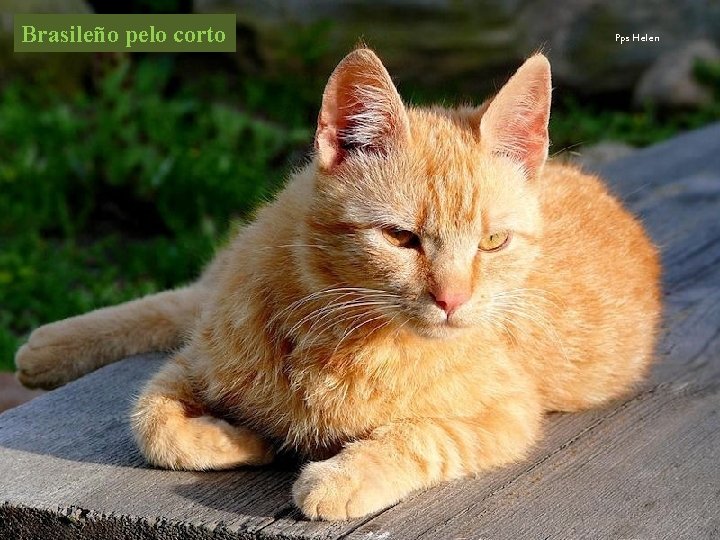 Brasileño pelo corto Pps Helen 