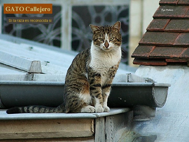 GATO Callejero Si la raza es reconocida si Pps Helen 