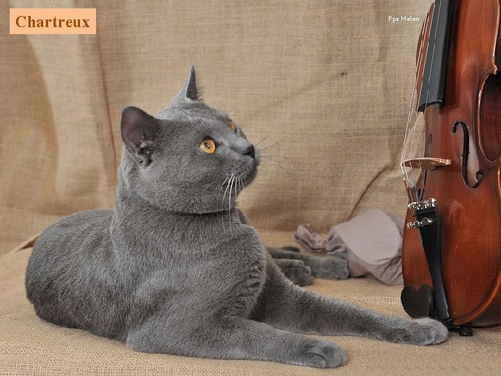Chartreux Pps Helen 