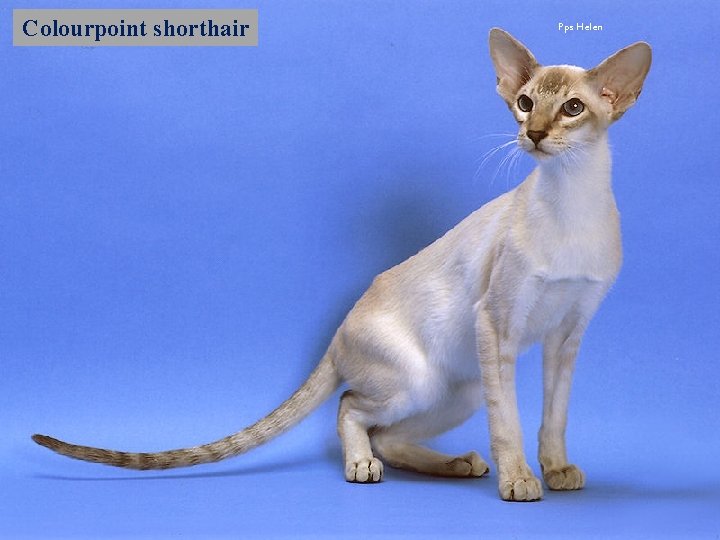 Colourpoint shorthair Pps Helen 