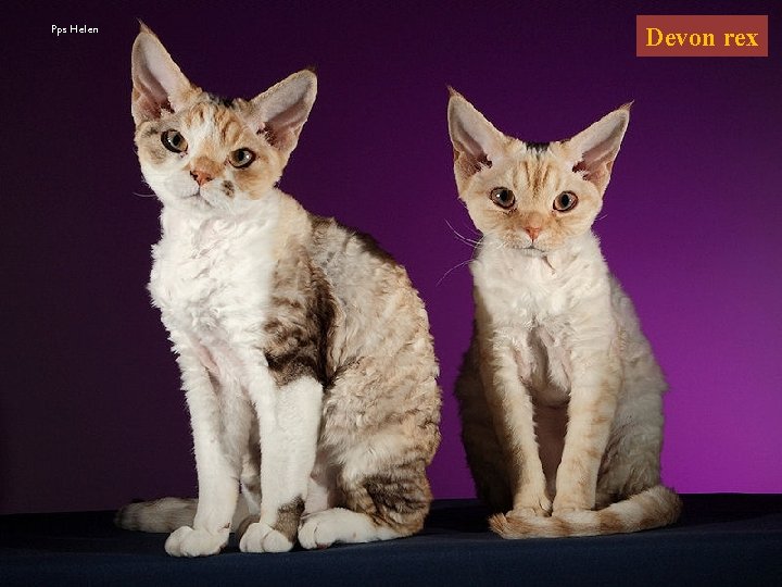 Pps Helen Devon rex 