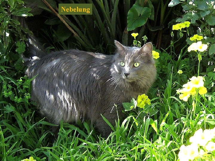 Nebelung Pps Helen 