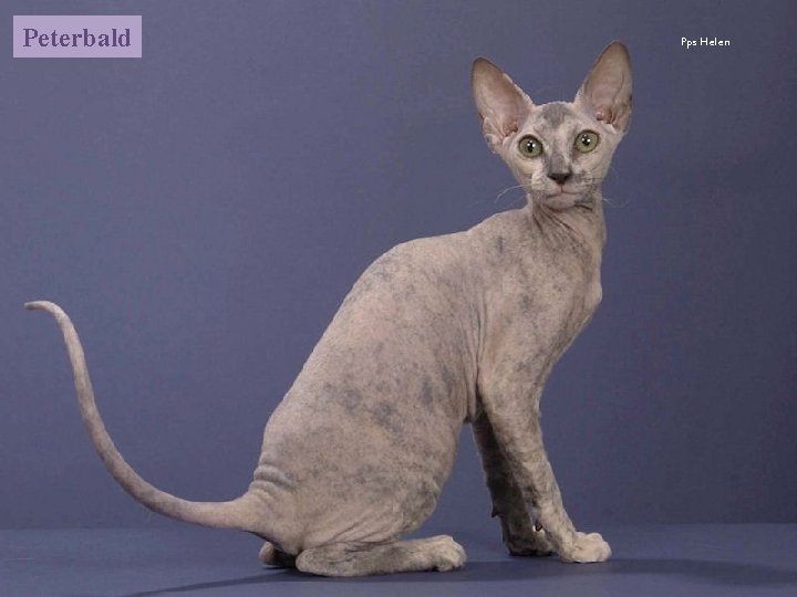 Peterbald Pps Helen 