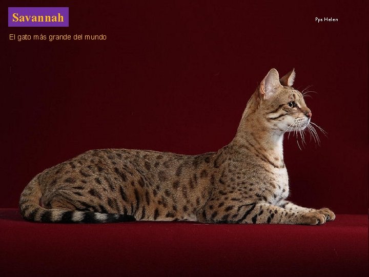Savannah El gato más grande del mundo Pps Helen 