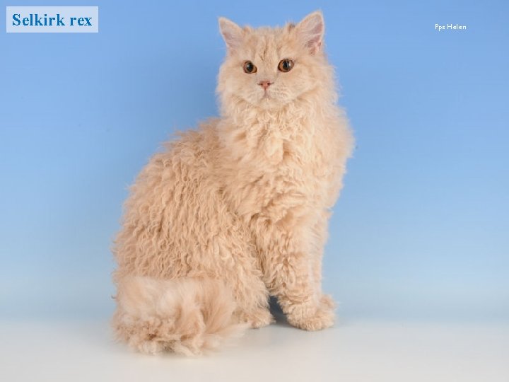 Selkirk rex Pps Helen 