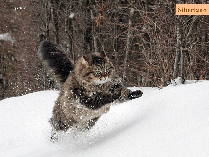 Pps Helen Sibériano 