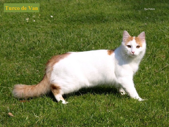 Turco de Van Pps Helen 
