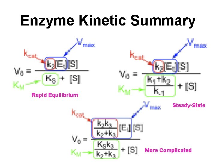 Enzyme Kinetic Summary Rapid Equilibrium Steady-State More Complicated 