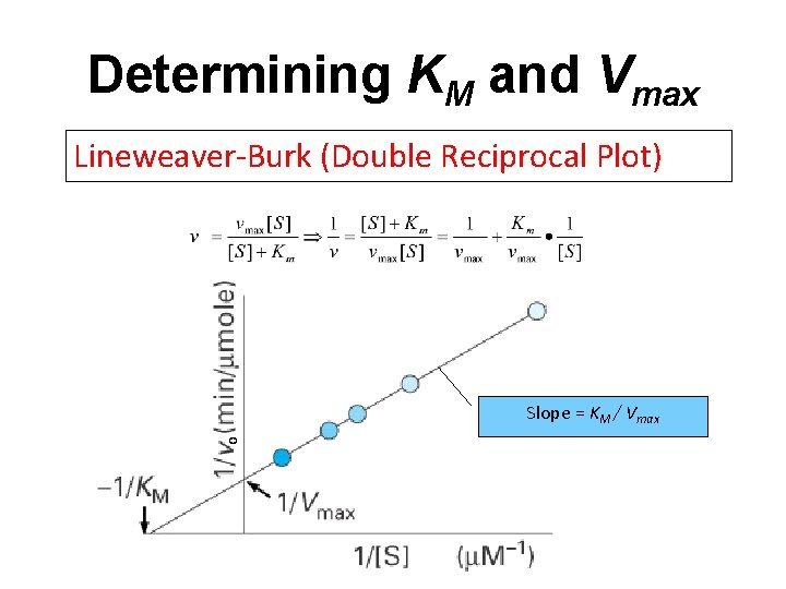 Determining KM and Vmax Lineweaver-Burk (Double Reciprocal Plot) o Slope = KM / Vmax